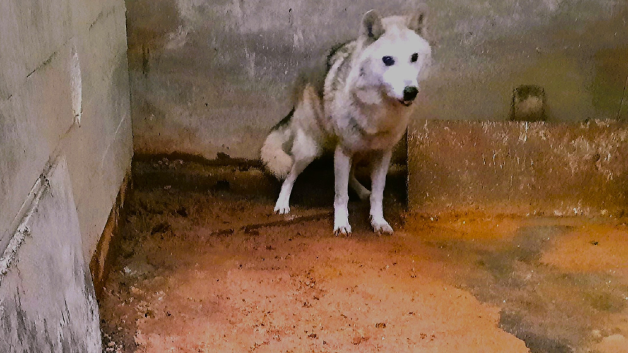 Rotterdammer houdt verwaarloosde dieren in totale isolatie: inspecteur neemt hybride wolf, honden en katten in beslag