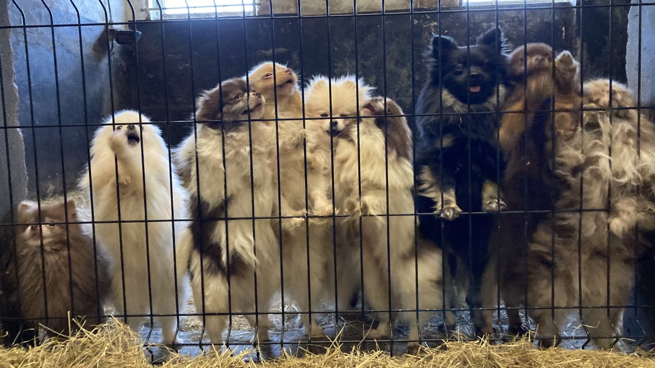 Broodfokker Deurne verbetert huisvesting, maar gezondheid meeste dieren nog altijd niet op orde