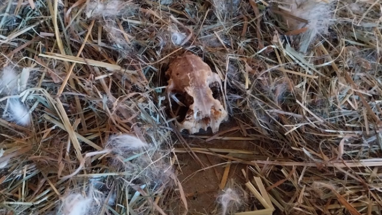 Verwaarloosde huisdieren, schedels, botten en karkas aangetroffen op woonadres van praktiserend dierenarts