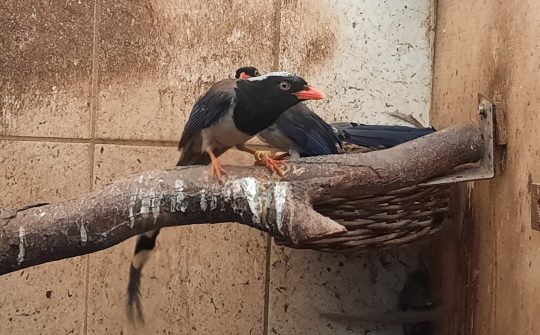 230822 Vogels N-Brabant 6