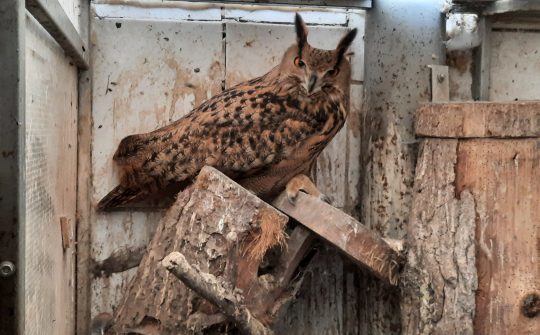 230822 Vogels N-Brabant 8