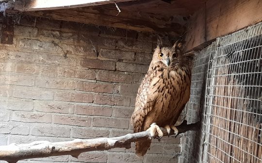 230822 Vogels N-Brabant 7