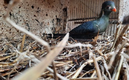 230822 Vogels N-Brabant 9
