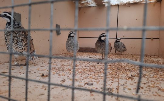 230822 Vogels N-Brabant 2