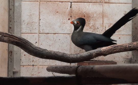 230822 Vogels N-Brabant 4