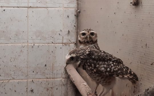 230822 Vogels N-Brabant 5