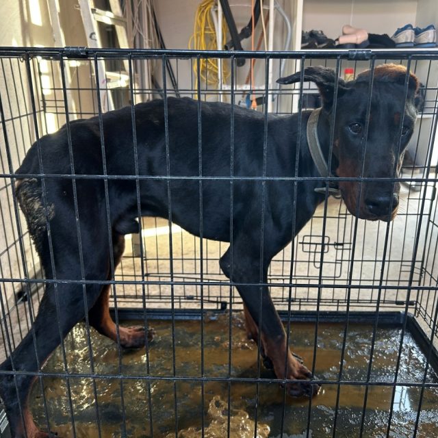 251020 Dobermann