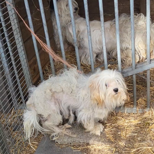250915 Hond Berkel-Enschot