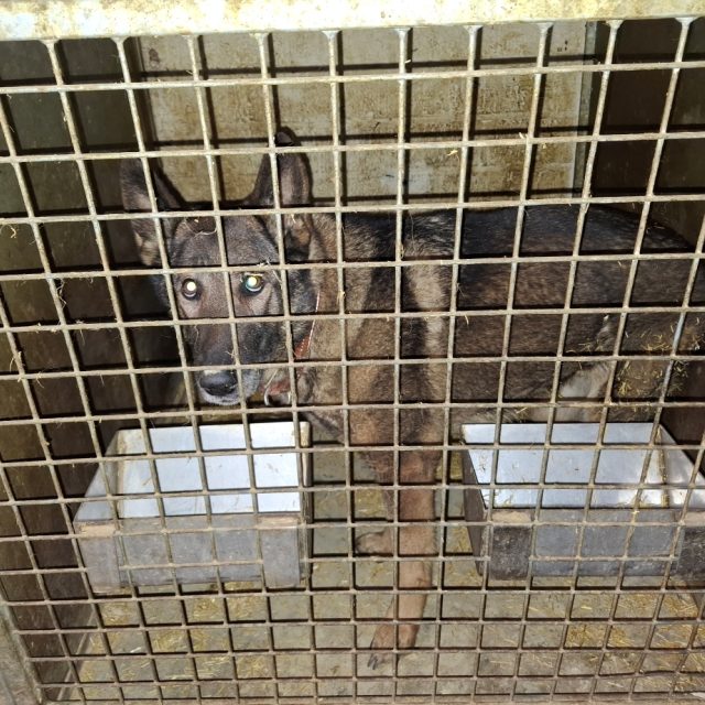 260226 Hond Grashoek