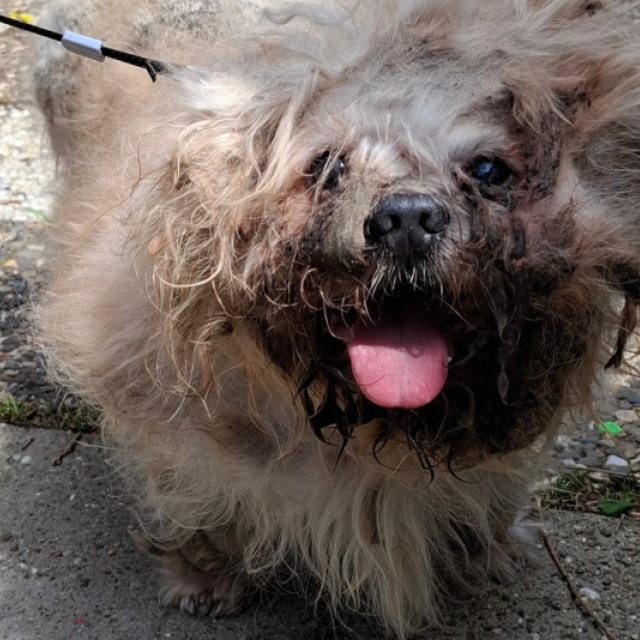 260609 Hond Kerkrade