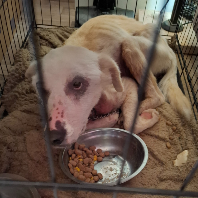 250806 Hond Rheden 1