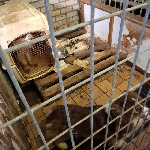 251219 Honden Hulst