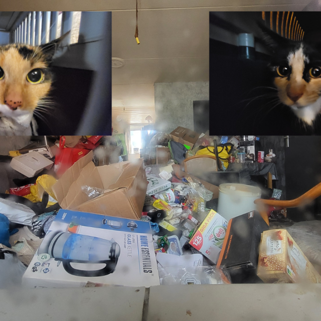 250915 Katten Drimmelen 4