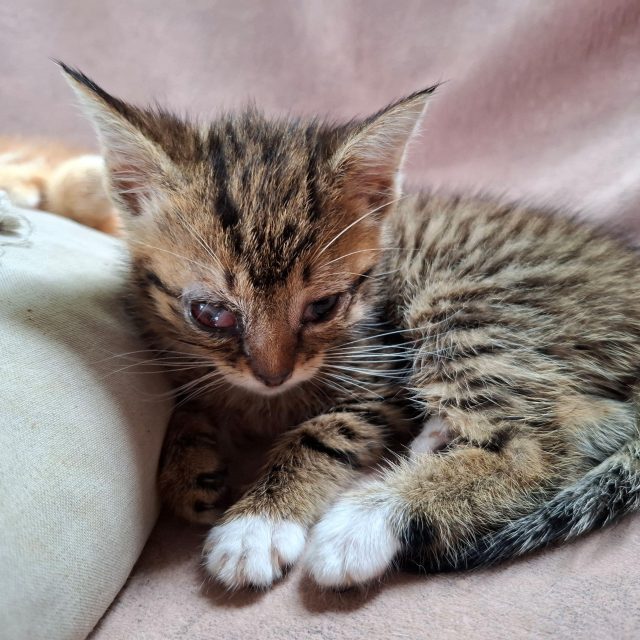 260709 Kittens Ronde Venen 3