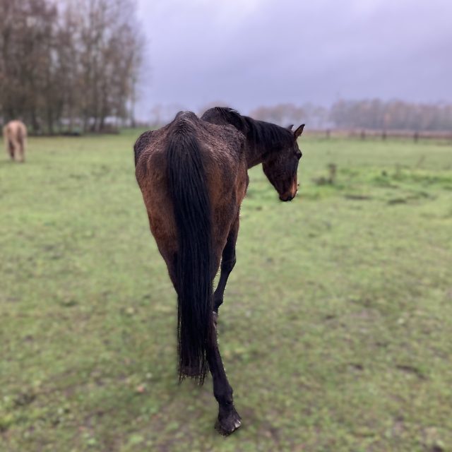 251212 Paarden Leudal 1