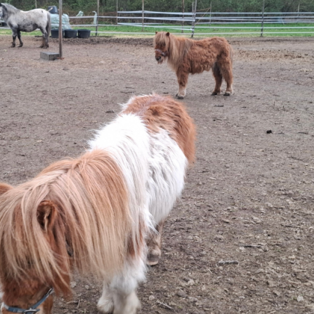 260414 Ponys Peel en Maas