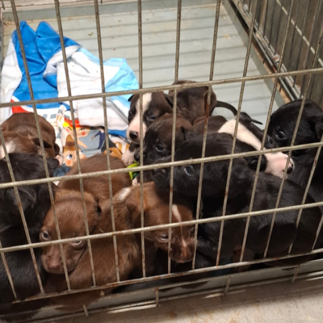260707 Pups Nijmegen 1