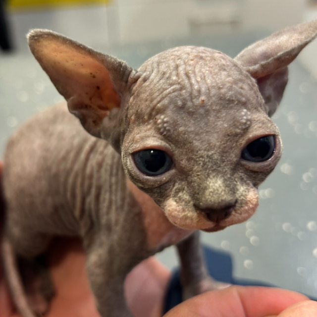 241115 Sphynx Schiedam