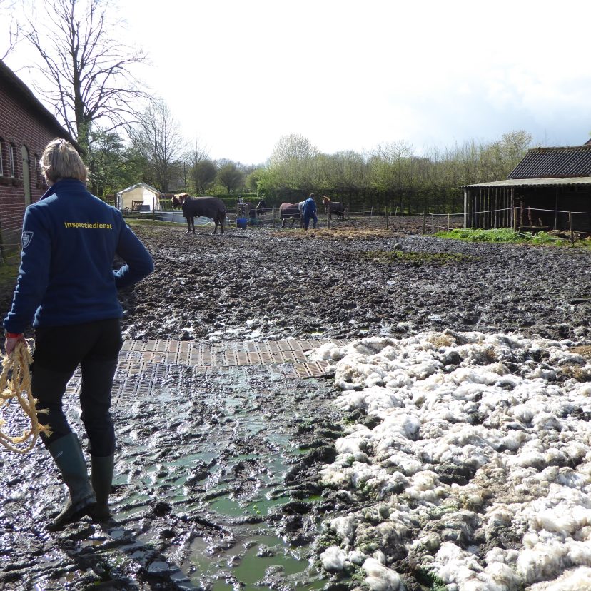 240410 Paarden Land van Cuijk