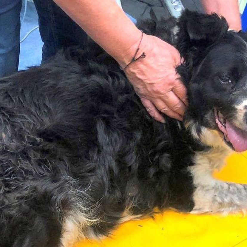 230824 Hond Veenendaal