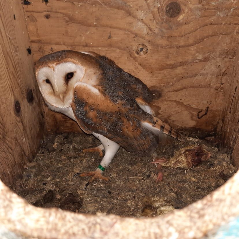 230822 Vogels N-Brabant 1