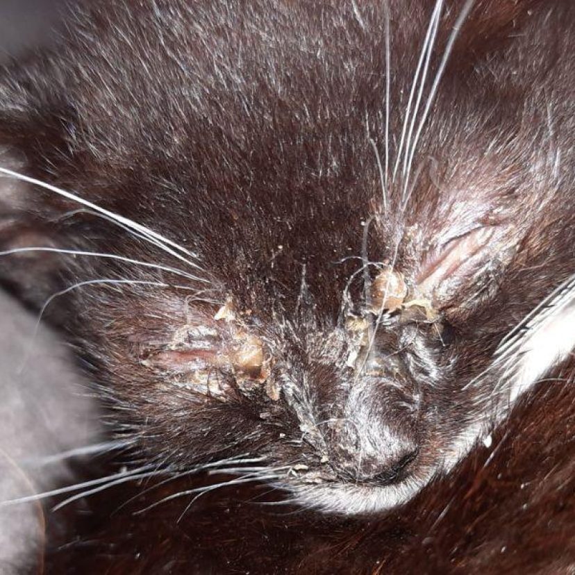 230822 Katten Roosendaal