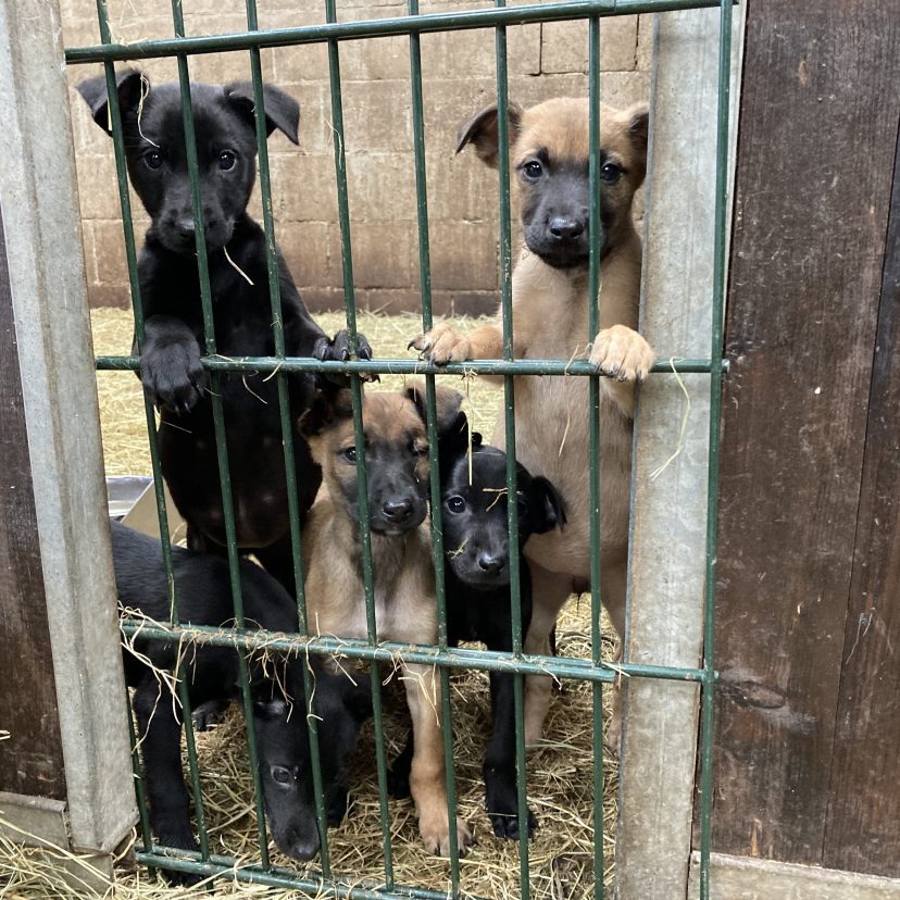231204 Foto Honden Heeze Leende