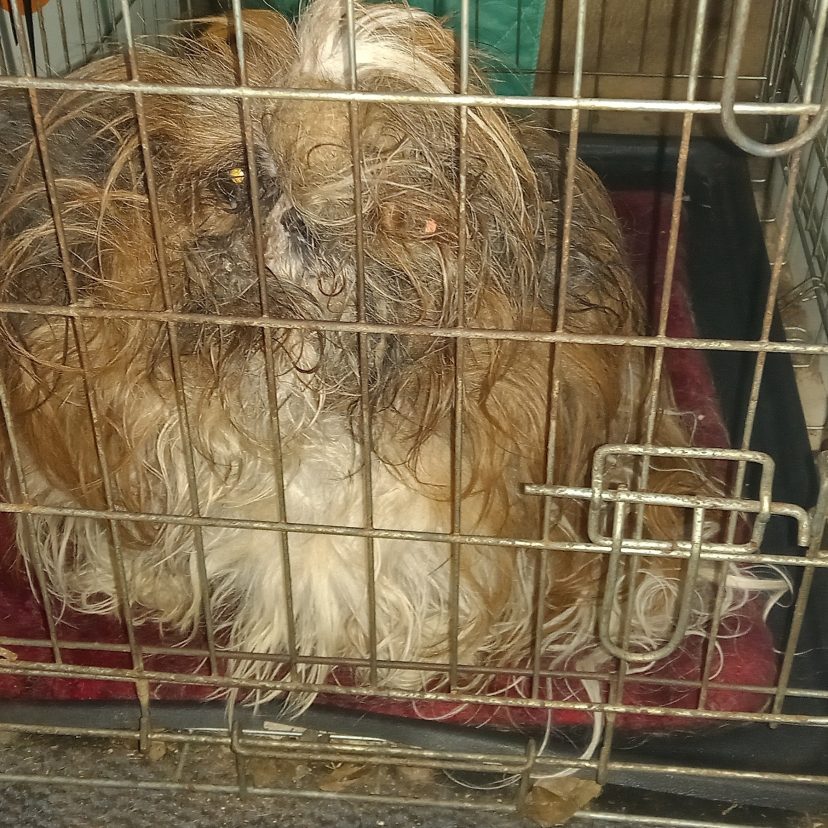 230817 Honden Salland