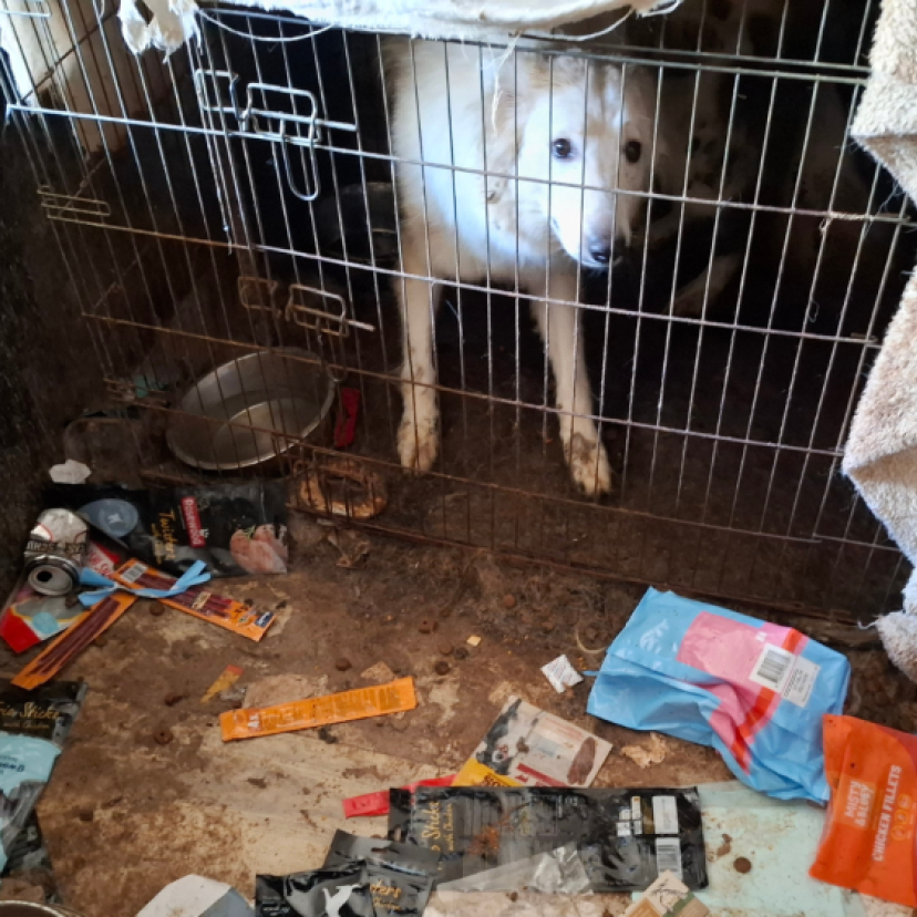 250919 Herder Zaandam
