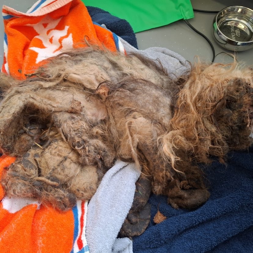 250722 Hond Berkenwoude 1