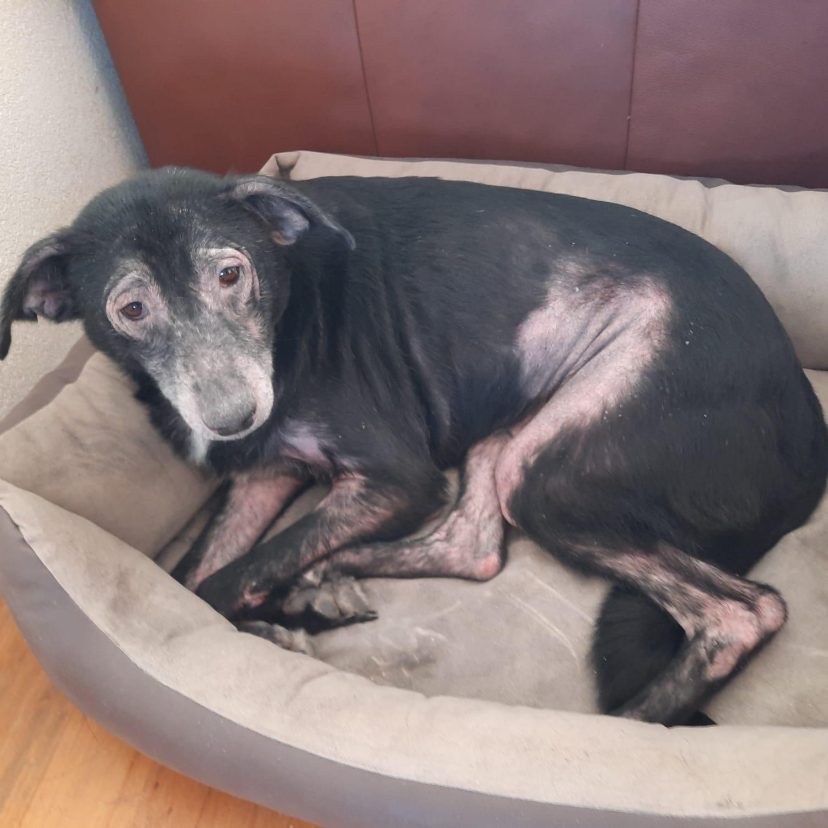 2301815 Hond Overbetuwe