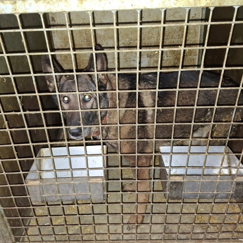 260226 Hond Grashoek