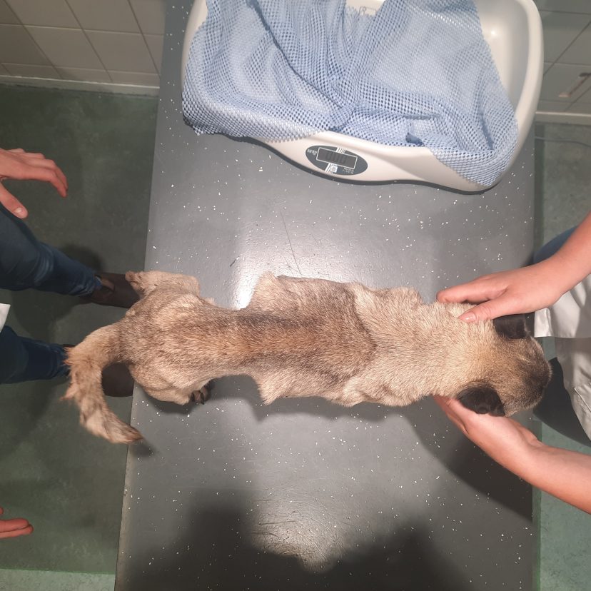 230811 Hond Hardenberg