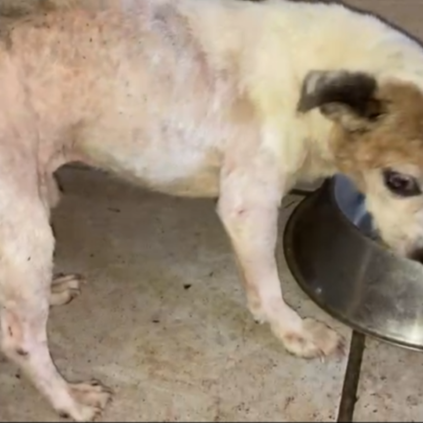241113 Hond Peel en Maas