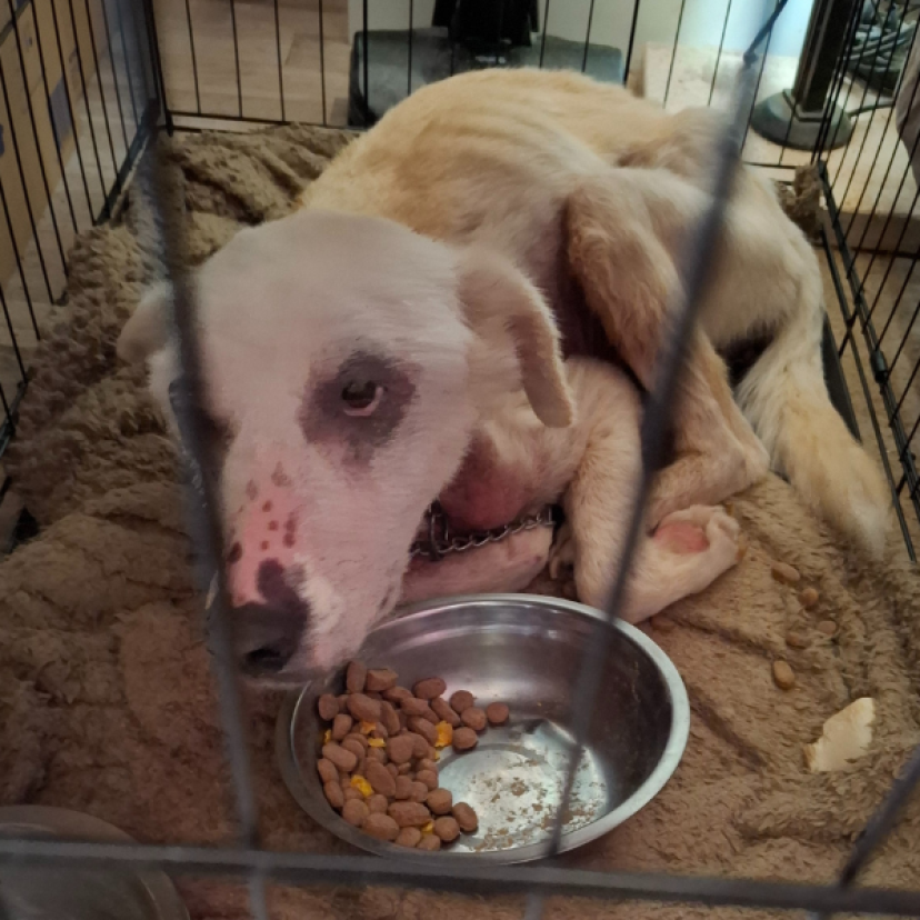 250806 Hond Rheden 1