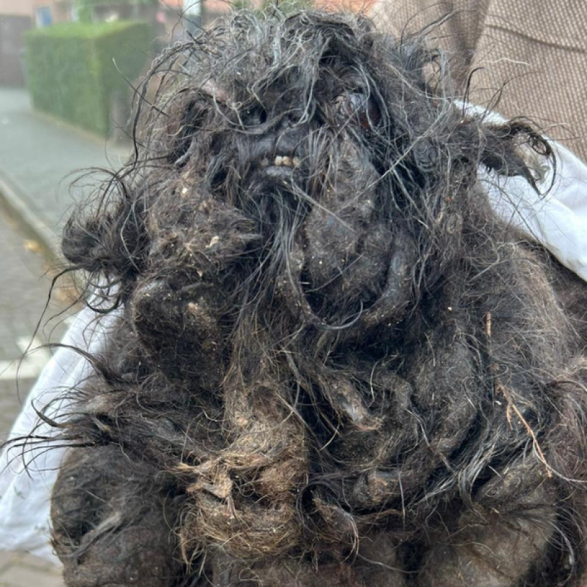 231123 Hond Woerden