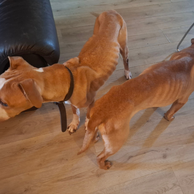 250220 Honden Borne