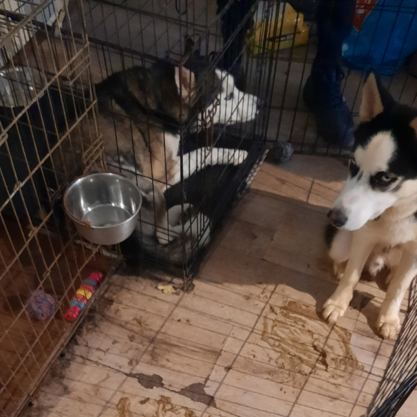 230817 Honden IJmond