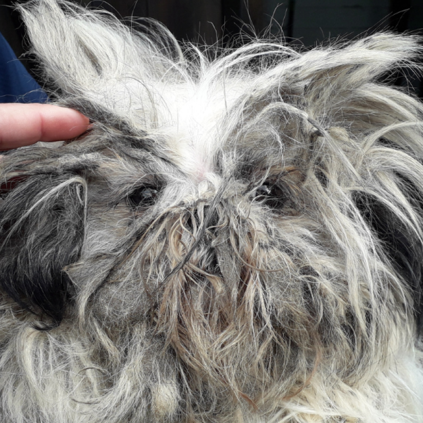 230815 Honden Noardeast Fryslân