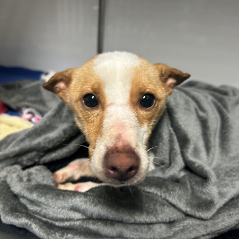 250210 Honden Papendrecht 1