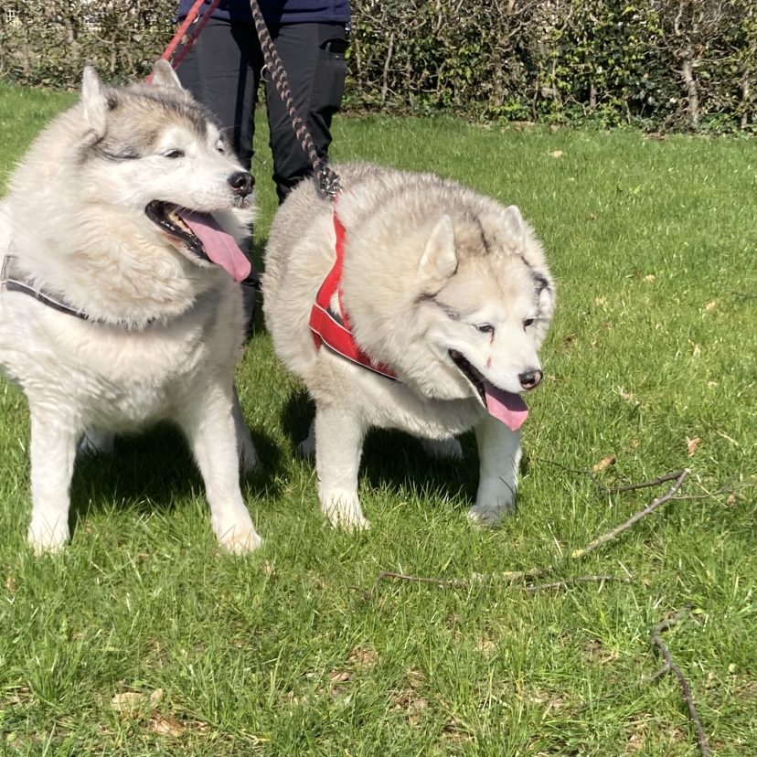 230815 Huskys Sittard Geleen