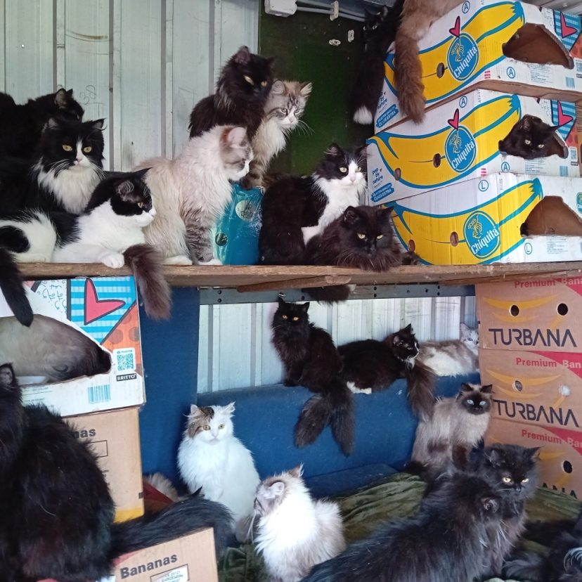240524 Katten Bierum
