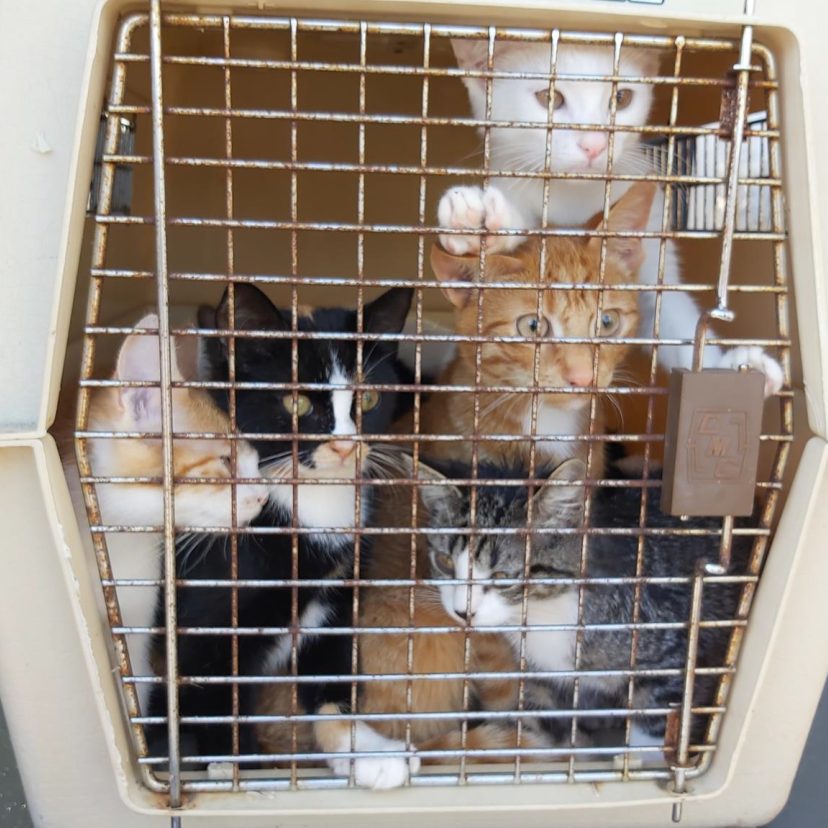 230811 Katten Heerenveen