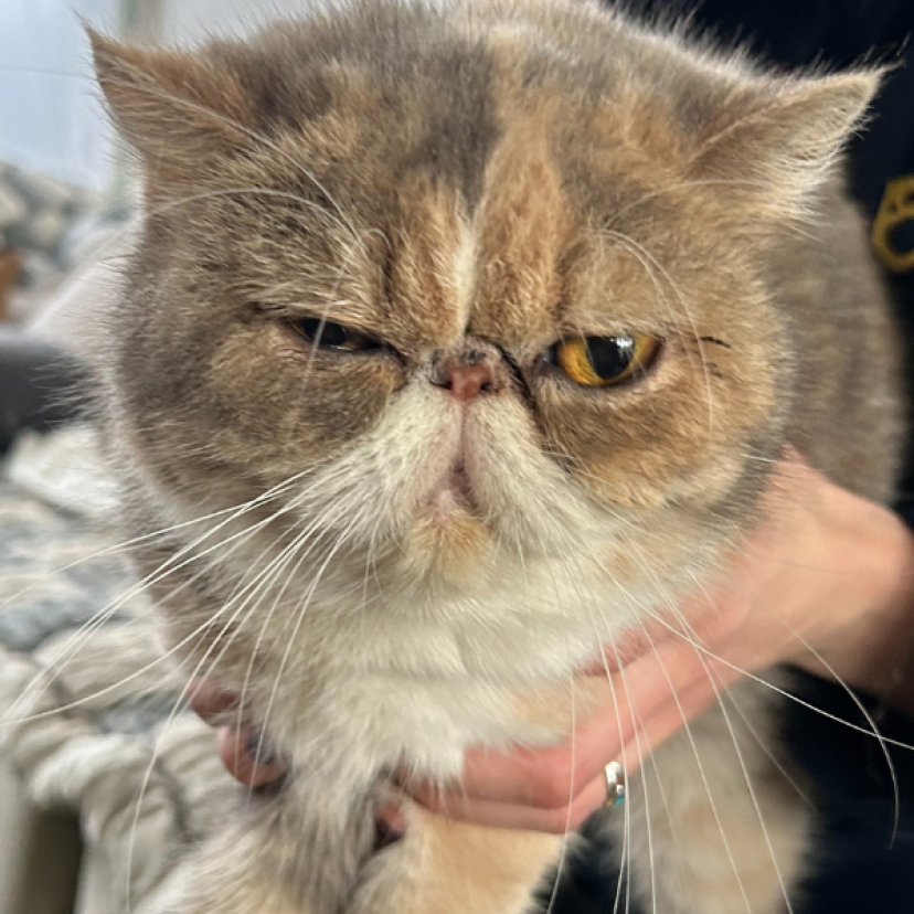 240312 Katten Spijkenisse