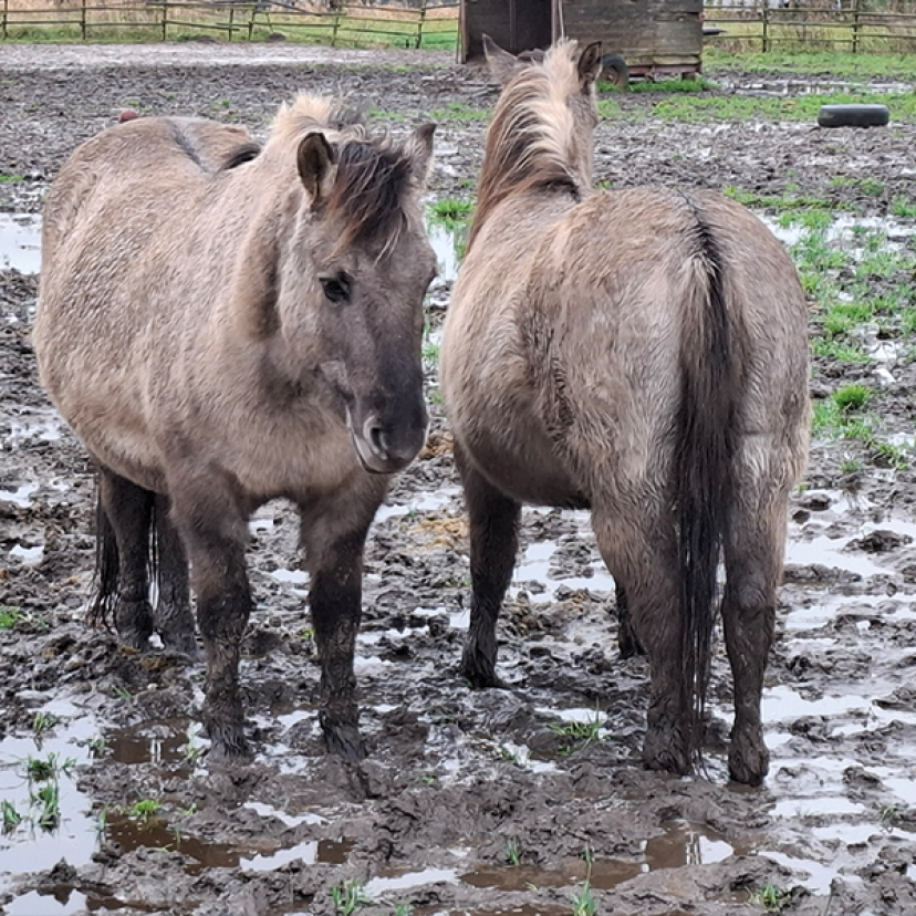 250113 Konikpaarden Ermelo