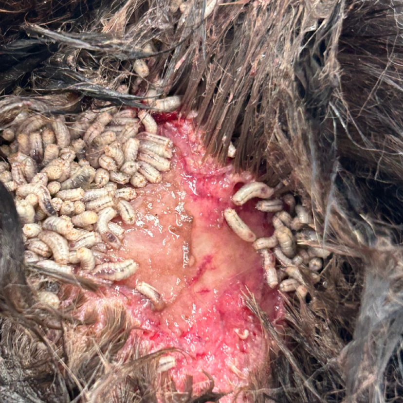 240709 Myiasis