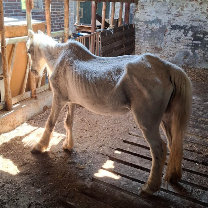 250709 Paard Drimmelen