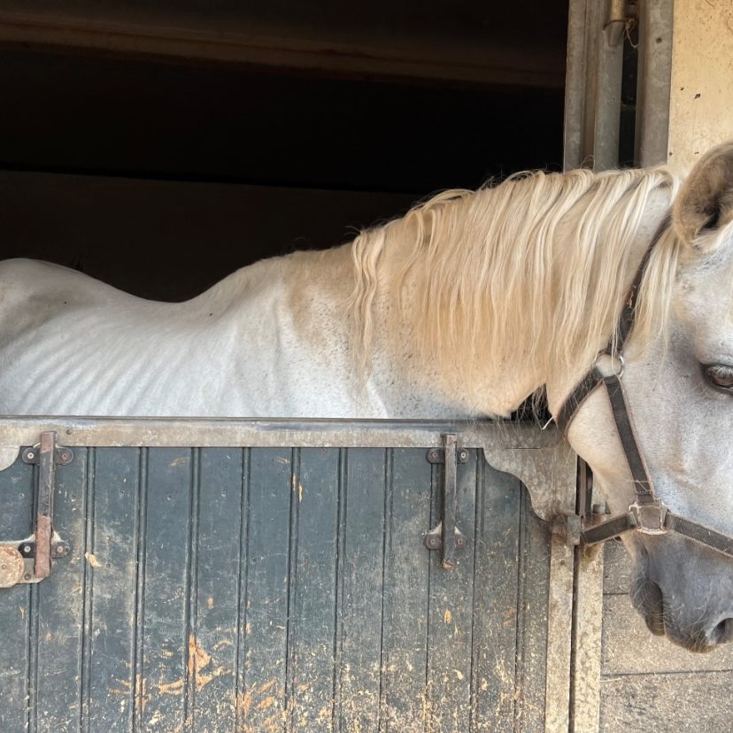 240930 Paard Meijerijstad