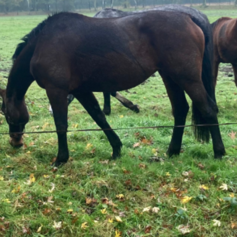 241108 Paarden Eindhoven Website