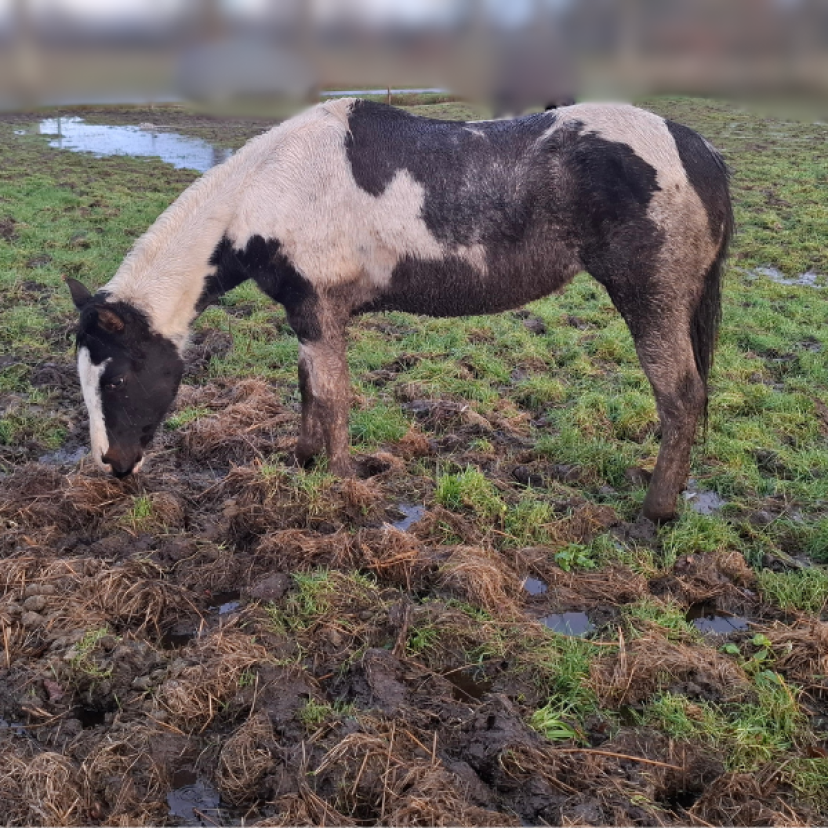 250210 Paarden Noordenveld 1